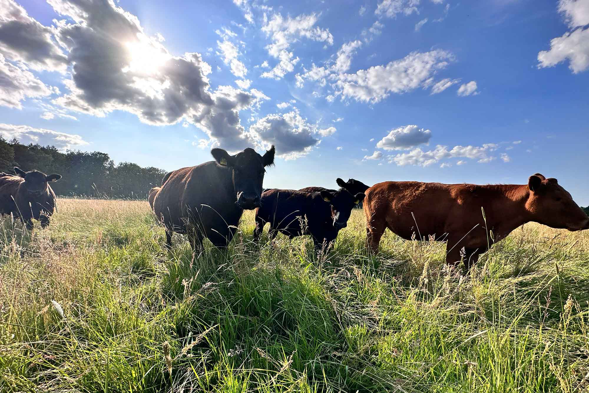 Bio-Angus-Rinder von Bio Premium Tallow auf einer Weide in Mecklenburg