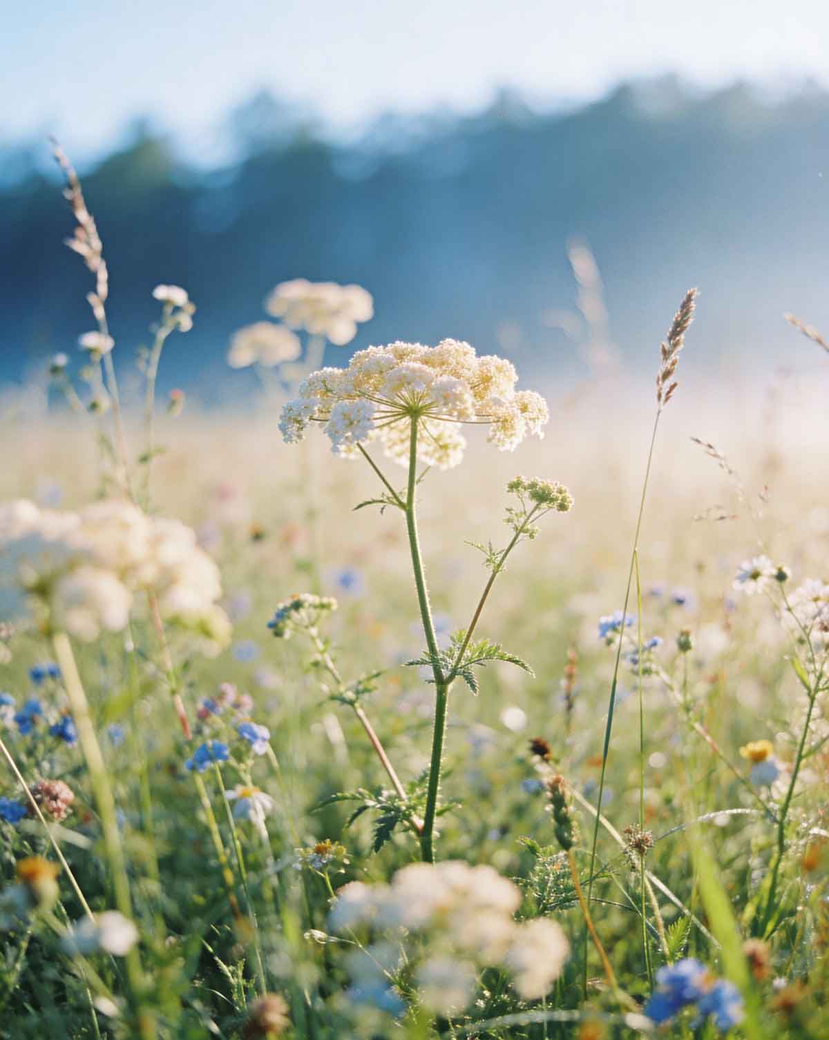 Ist Tallow natürlich und nachhaltig?